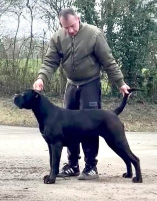 Étalon Cane Corso - Xana siamo sempre cara