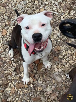 Étalon American Staffordshire Terrier - terrier’s paradise Uanna