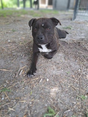 Étalon American Staffordshire Terrier - Salameche De La Skylé Aréna