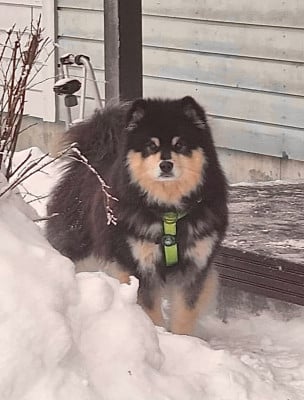Étalon Chien finnois de Laponie - CH. Pakkaspeikon Paaru
