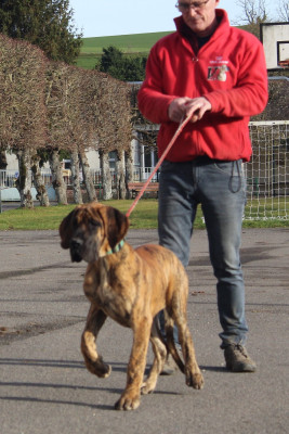 Étalon Dogue allemand - Authentique Du Val De Celle