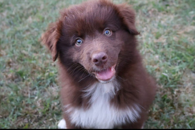 Étalon Berger Australien - Aska Des Gardiens Du Mermoz