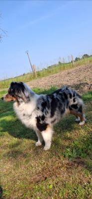 Étalon Berger Australien - Richka Des Gardiens D'Amethystes