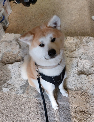 Étalon Akita - Uxo Umiya Du Mont Sacré