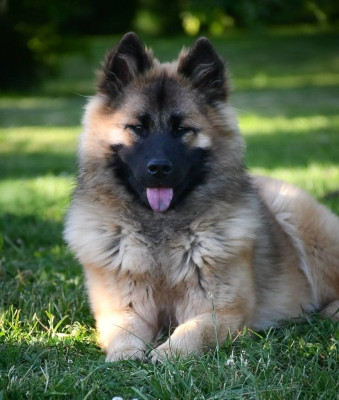 Étalon Eurasier - Vinaya Du Monde De Gaomi