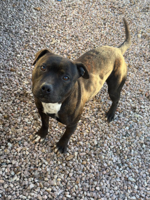 Upercut du royaume de nati