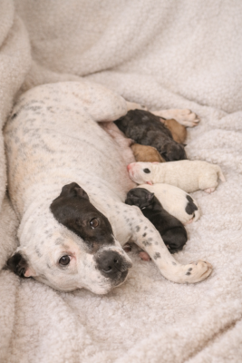 Trixie du royaume de nati