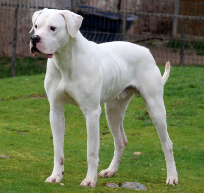 Étalon Dogo Argentino - VAN GOGH Des Minis Crottes