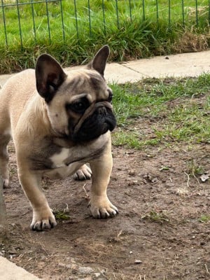 VICOMTESSE de l'écume des cimes blanches