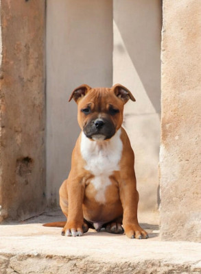 Étalon Staffordshire Bull Terrier - Armani Sweet Dream Stafford