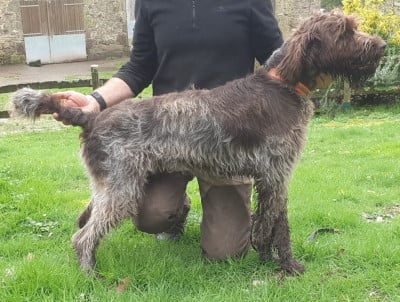 Étalon Griffon d'arrêt à poil dur Korthals - VOLT Des Etangs De La Bourie