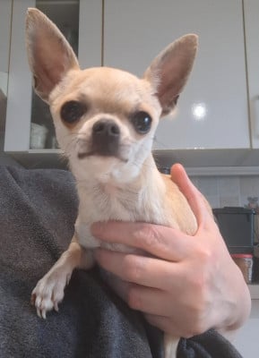 Étalon Chihuahua - Vanina Riou De La Vallée Des Moulins