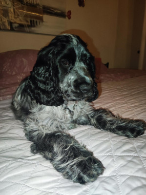 Étalon Cocker Spaniel Anglais - Ange De La Maison Des Orchidées