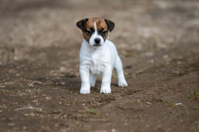 Étalon Jack Russell Terrier - Blue Edition du Bois de Compiègne