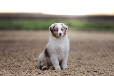 Étalon Berger Australien - Amber Star Di Bellu Soniu