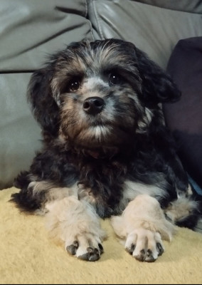 Étalon Petit chien lion - Charlotte von der storchenallee