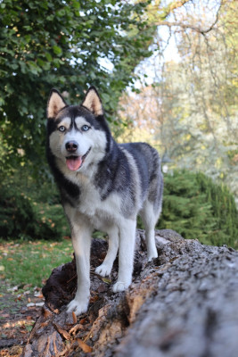 Étalon Siberian Husky - Saphir Du Royaume D'Utopie