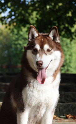 Étalon Siberian Husky - Vow of the future Wolves Of The Moon