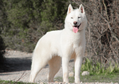Étalon Siberian Husky - helen dogstyle Zafira