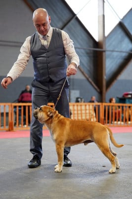 Étalon Bulldog continental - CH. NASH vom greifenseeblick