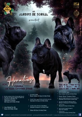 Étalon Bouledogue français - CH. HORATIUS CERERA DE ELKA GYVYBES ZYME