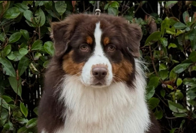 Étalon Berger Australien - Accrobat Du Bois D’Eltik