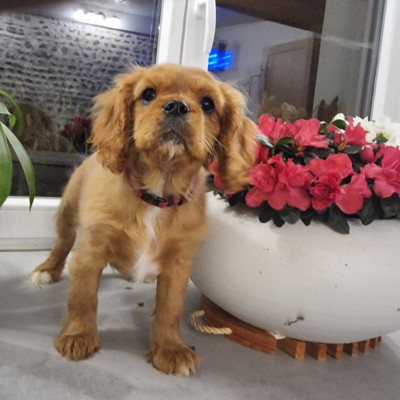 Étalon Cavalier King Charles Spaniel - Magic's Legend AIMÉE