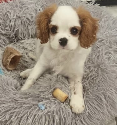 Étalon Cavalier King Charles Spaniel - Aude De la combe berail