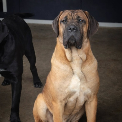 Étalon Cane Corso - AM'RONE Du Pays De La Tribo