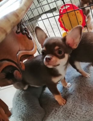 Étalon Chihuahua - ADELIA Du Moulin Des Petits Gringos