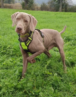 Étalon Braque de Weimar - Snow Des Lascars Du Mont Majo
