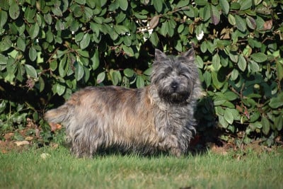 Étalon Cairn Terrier - Violine Des marais de courmont