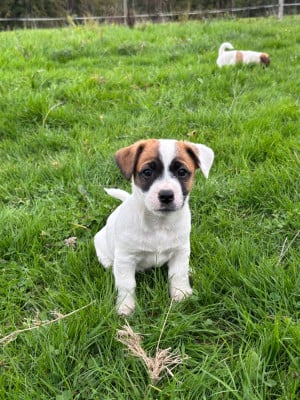 Étalon Jack Russell Terrier - Angie des Douces Merveilles