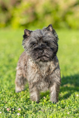 Étalon Cairn Terrier - CH. SERENA de la terrardiere