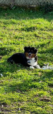 Étalon Berger Américain Miniature - U'Nia Shining Fairy (Sans Affixe)