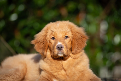 Étalon Retriever de la Nouvelle-Ecosse - Azel Des Dragons De Sologne