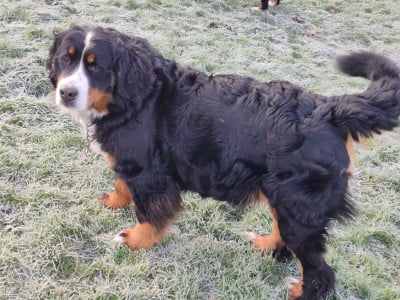 Étalon Bouvier Bernois - Upette Du Pays D'auge Fleury