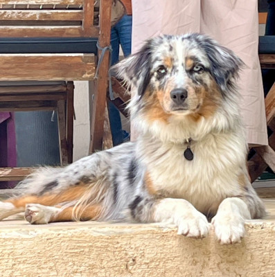 Étalon Berger Américain Miniature - Tatoo of Bloodreina