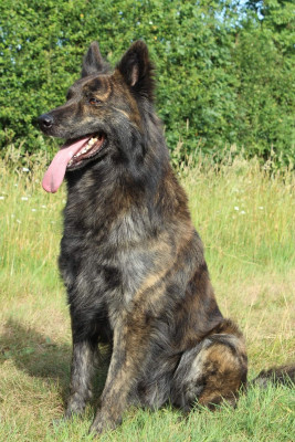 Étalon Berger hollandais - Pow wow du mont Brabant