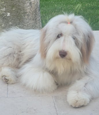 Étalon Bearded Collie - vanille des Prairies de la Guyonne