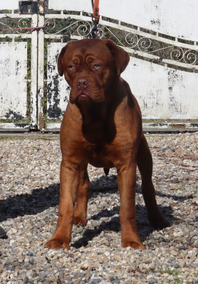 Étalon Dogue de Bordeaux - Aismé de la licorne noire