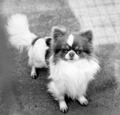 VIDOR du clos du barrian