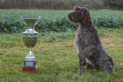 Étalon Griffon d'arrêt à poil dur Korthals - TR. CH. Seccotine de Franc Jeu