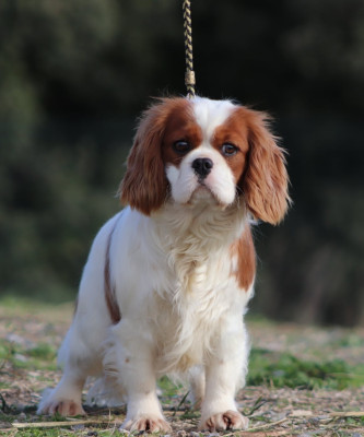Étalon Cavalier King Charles Spaniel - Venise Du Castel Des Petits Coeurs