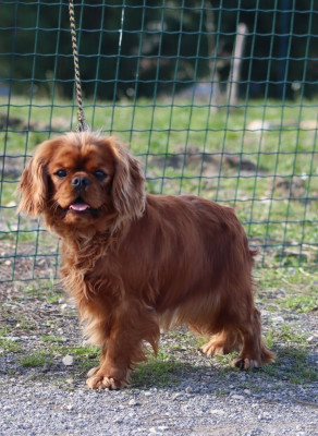 Étalon Cavalier King Charles Spaniel - Vanouchka Du Castel Des Petits Coeurs