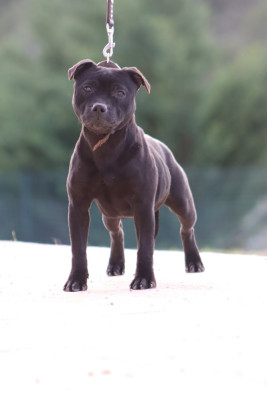 Étalon Staffordshire Bull Terrier - Absolutely Chic Du Castel Des Petits Coeurs