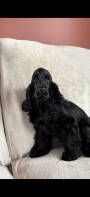 Étalon Cocker Spaniel Anglais - A Little Cup of Honey (Sans Affixe)