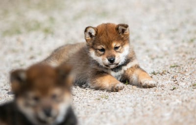 Étalon Shiba - Asatsuyu du Bois de Compiègne