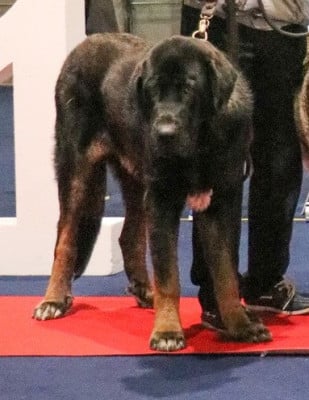 Étalon Mâtin espagnol - Vinci de la Montée du Col