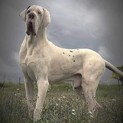 Tracio rouses de mumartin's